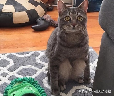 盘点猫咪的学习能力